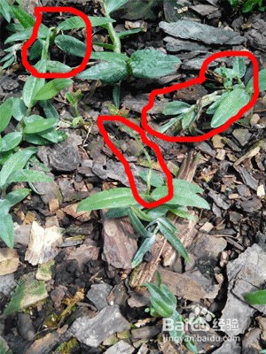 铁皮石斛种植管理中出现的几种典型异常情况