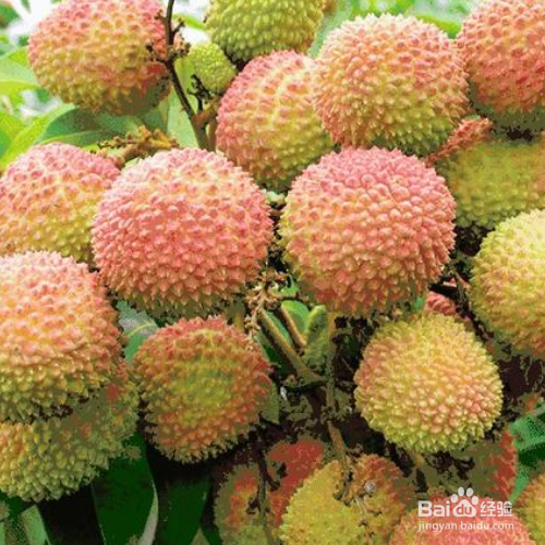 海南荔枝在哪个季节成熟