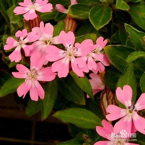 矮雪轮的养殖方法和注意事项