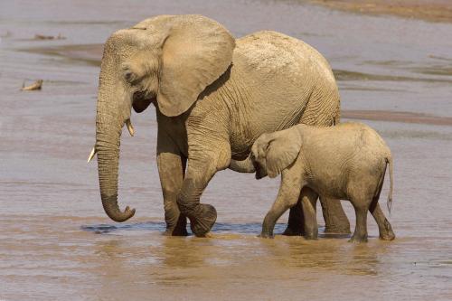 小学看图写话有两头大象和许多小动物过河?怎么样写