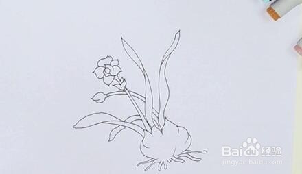 如何画水仙花？