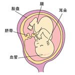 怀孕第18周胎儿发育和孕妈妈的怀孕症状