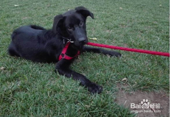 黑狼犬怎么训练?