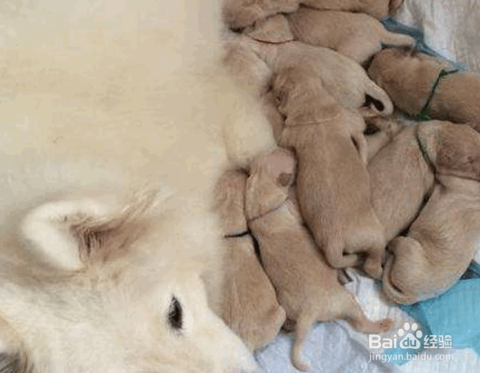 萨摩耶怀孕分娩时主人应该做什么