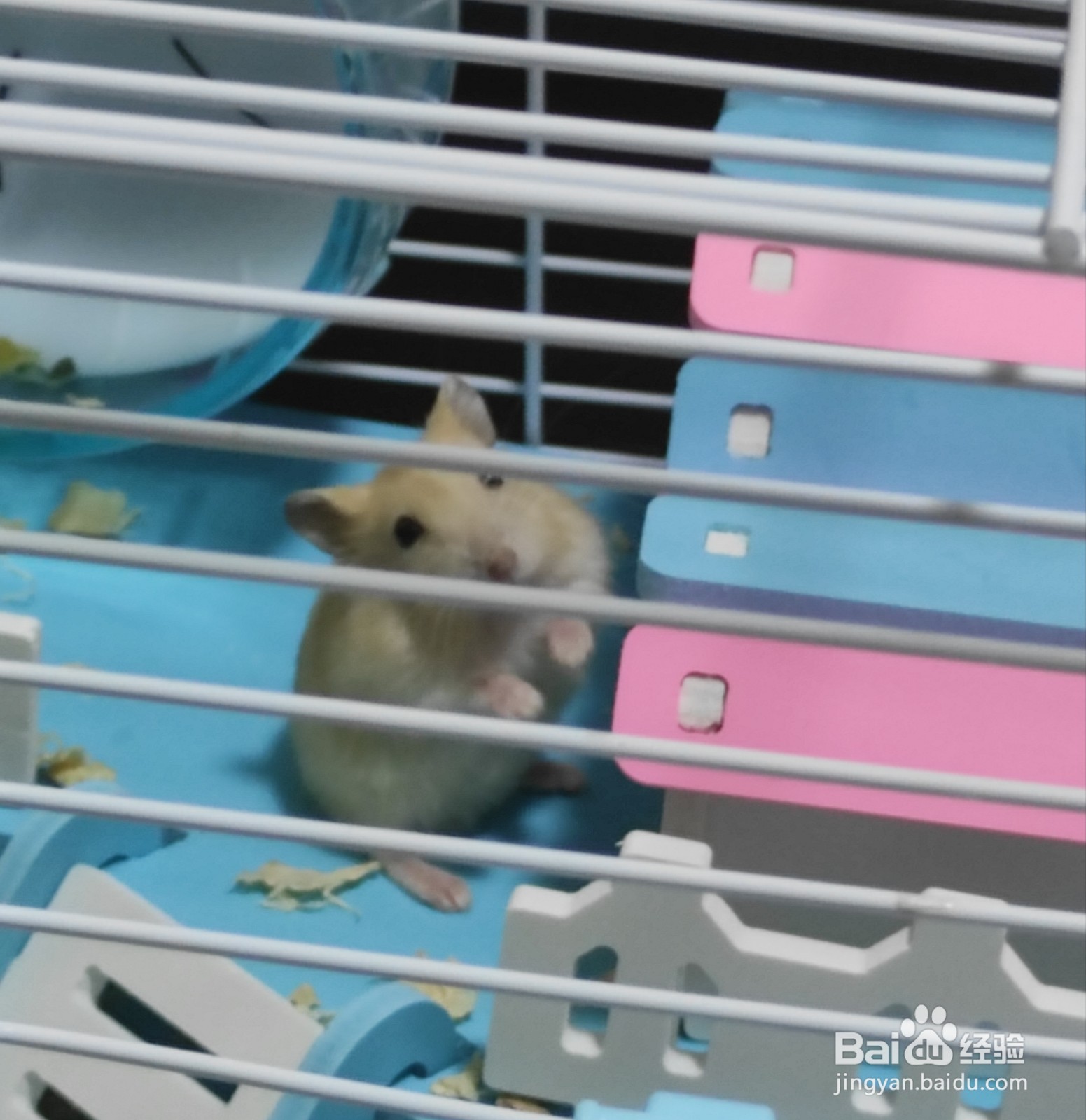 仓鼠不想养了如何处理