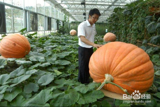 南瓜叶子发黄怎么办