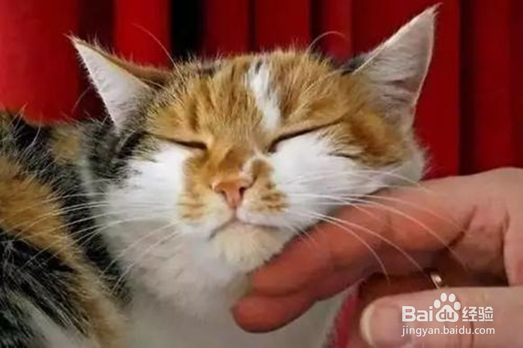 猫为什么会打呼噜?