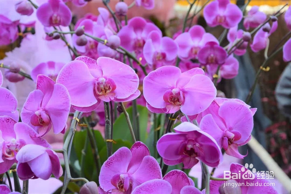 勿忘我怎么养成干花