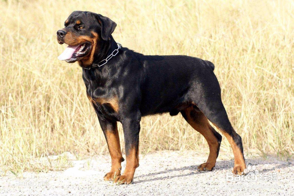 流浪狗怎么处置 遇到流浪狗怎么办