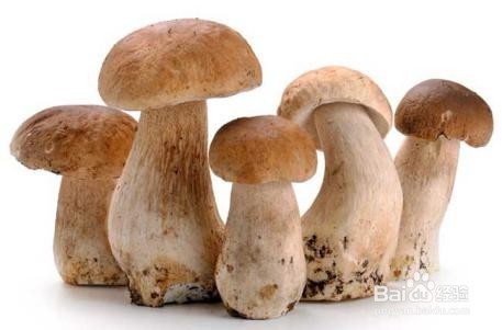 六种生活常见食用菌分别有哪些特别的营养价值