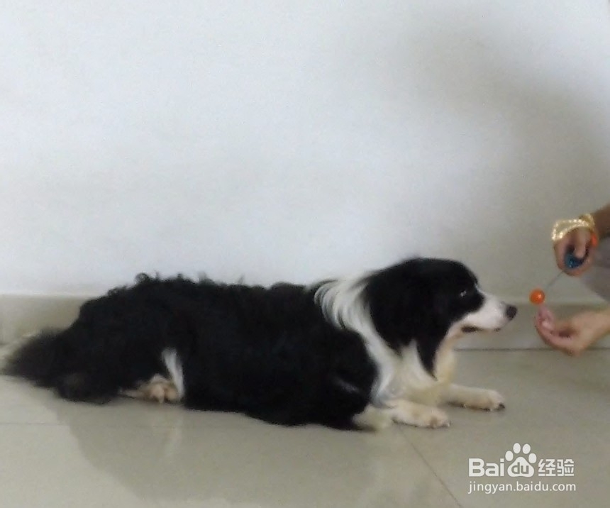 宠物指挥官：[8]如何训练狗狗向前爬行？