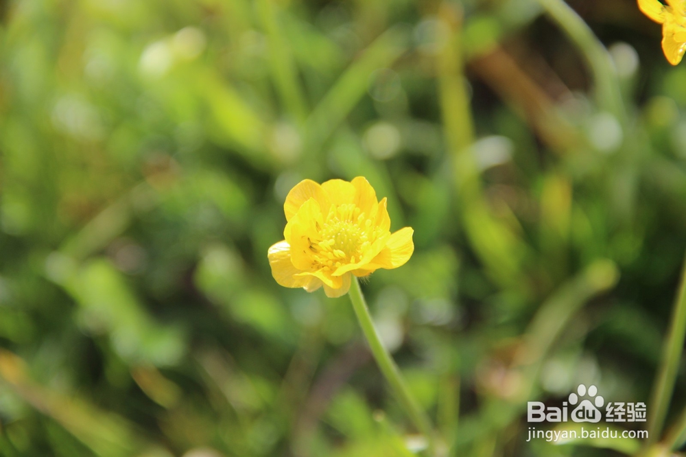 你没拍摄到的几种阿尔金山野生花草