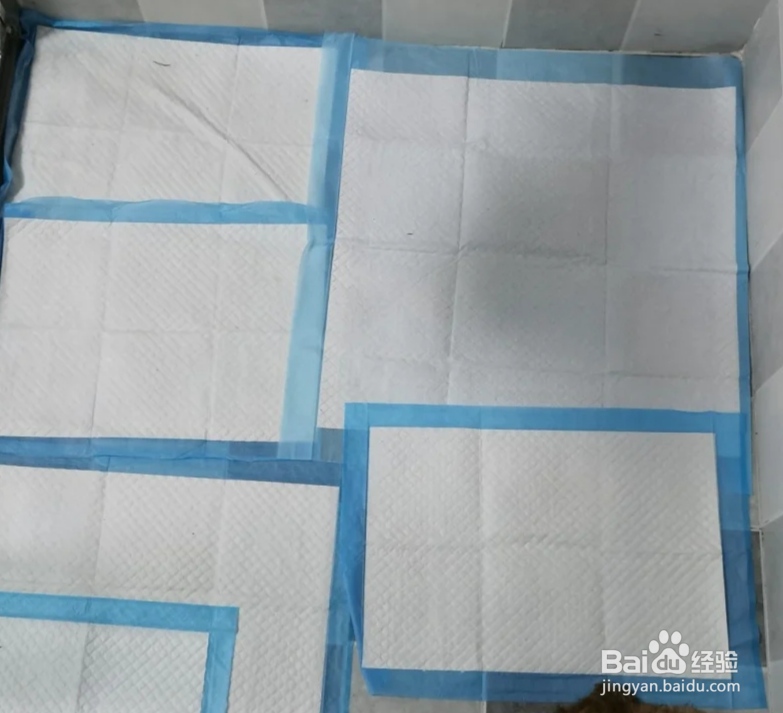 怎么训狗定点上厕所