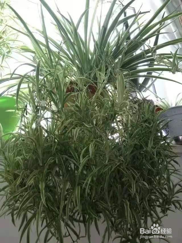 浇对1盆水,绿萝吊兰呼呼长芽,疯长起来不要命