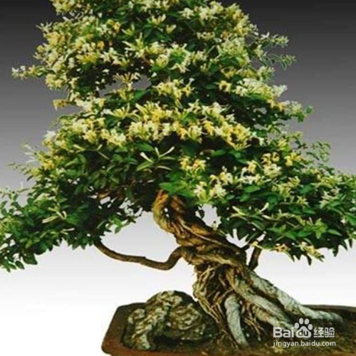 盆栽金银花的养殖方法和注意事项