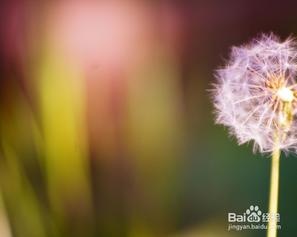 玫瑰精油滴滴金 巧妙运用才是王道