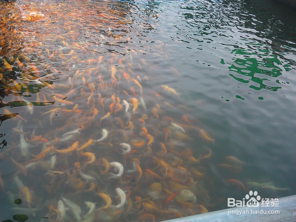 上天赐予的美景,千岛湖之旅