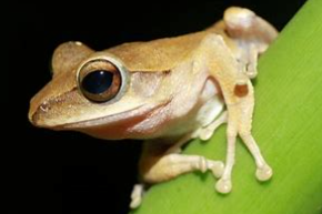 动物的分类方法有几种