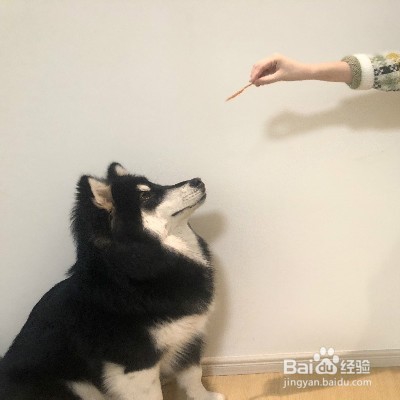 狗狗喜欢乱叫怎么办