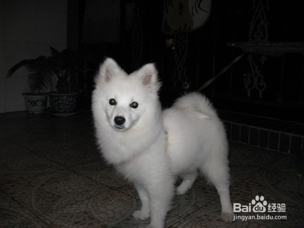 狗狗,我的世界不能没有你