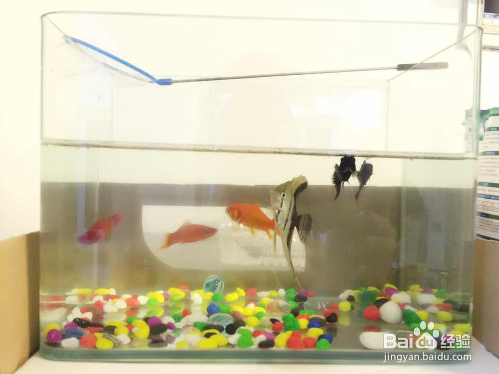 怎么给小鱼缸换水