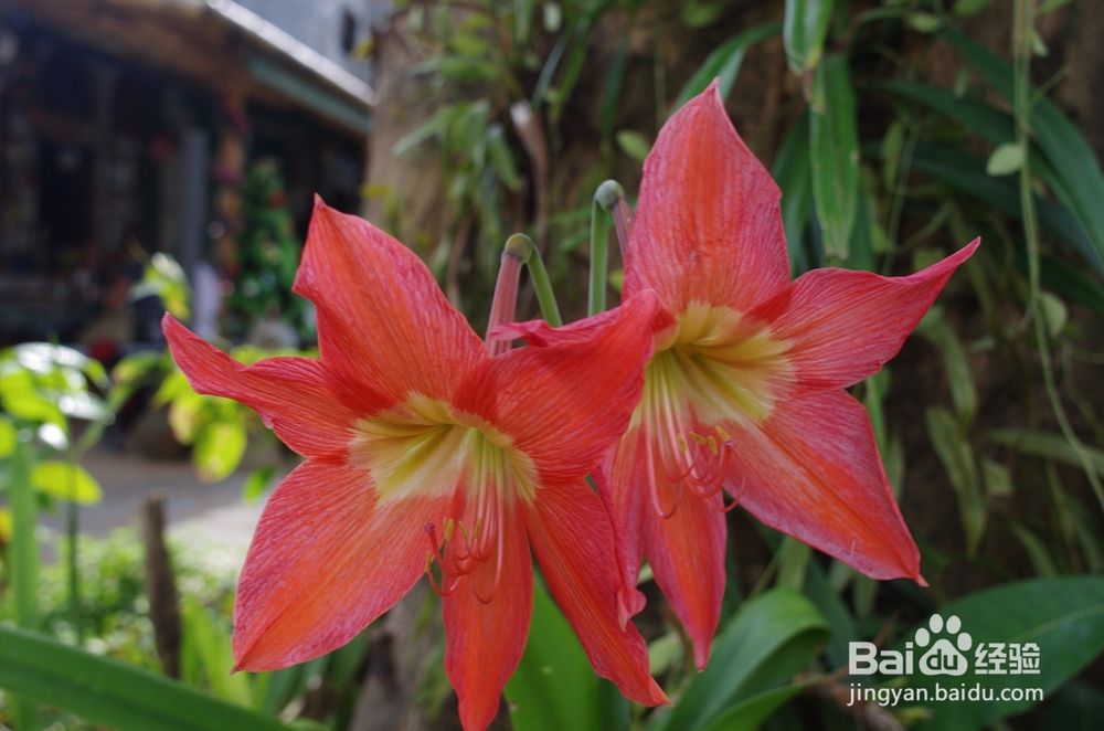 如何使用PS批量处理照片