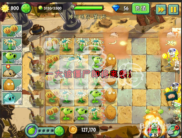 植物大战僵尸2攻略 神秘埃及 第四天三星