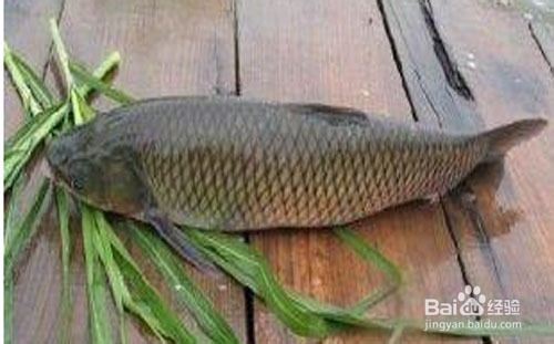 简单烹鱼也营养