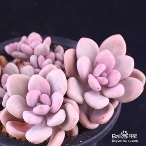 桃之卵叶片发皱长不肥该怎么处理？