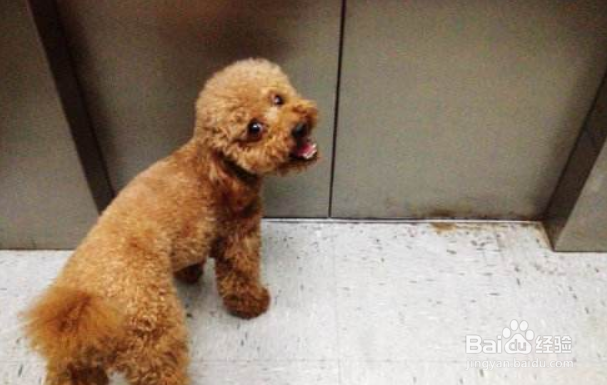 如何避免宠物(狗狗)成为小区的公敌?