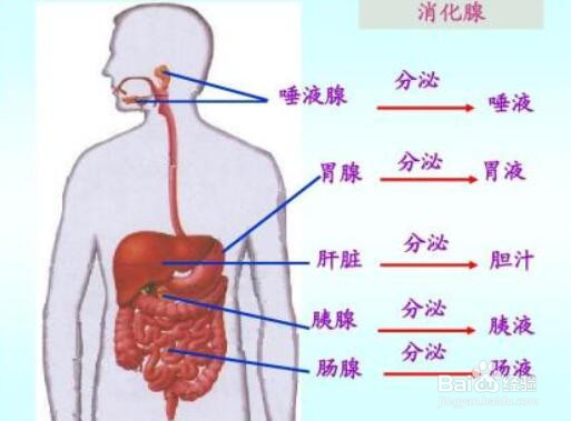 怎样提高消化吸收功能