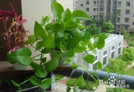 99%的花都死于这1点，看了保花不死！