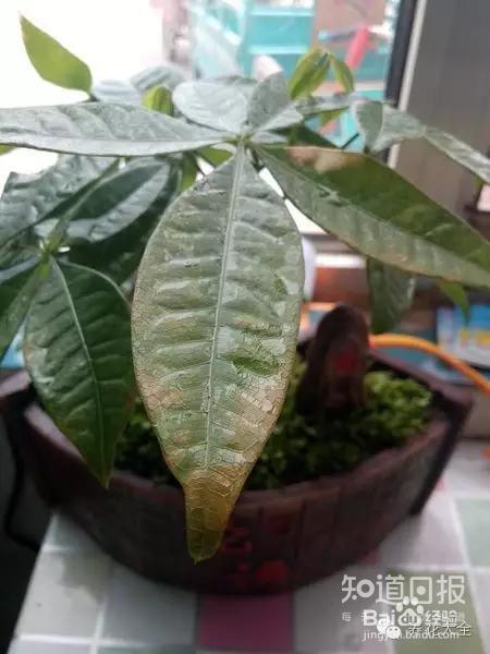 看花看叶看茎，花出了啥毛病，一眼就能看出来！