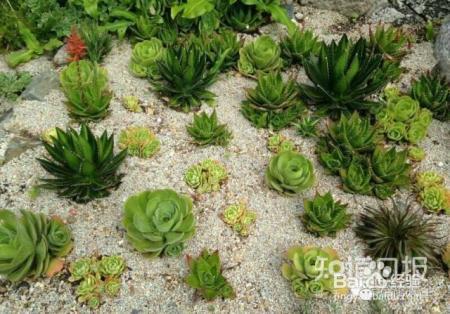 双十一剁手的钱省下来，可以建一个多肉花园了！
