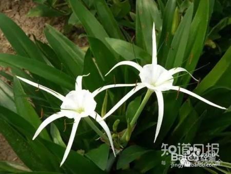 100种兰花品种图鉴，花开瞬间，艳冠群芳！