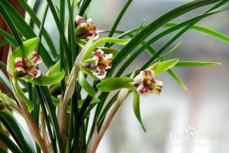 别说兰花不好养,那是你土没选对,赶紧看看怎么解决吧!
