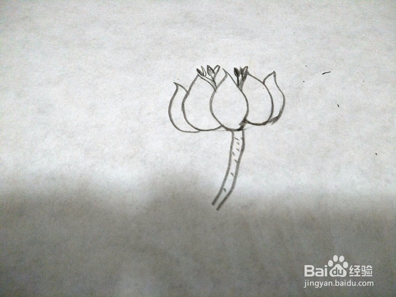 简笔画-荷花的简单画法