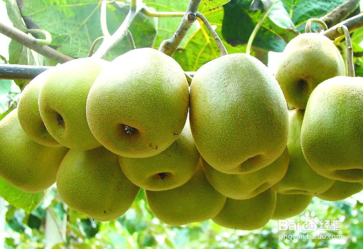 猕猴桃护肤小妙招！