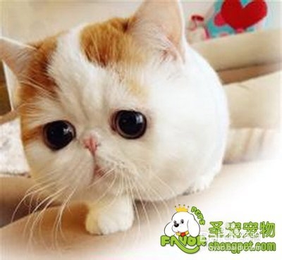 狗猫绝育手术有哪些异同店