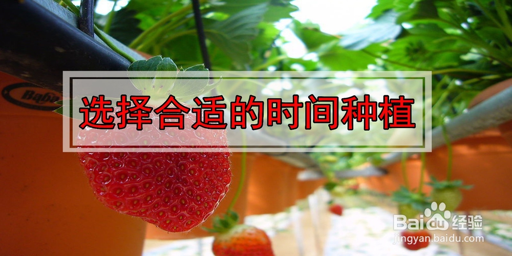 如何在阳台种植草莓