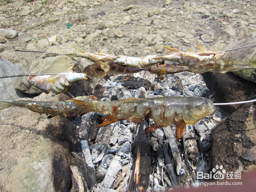 怎样捕捉刁子鱼又怎样用它来烧烤?