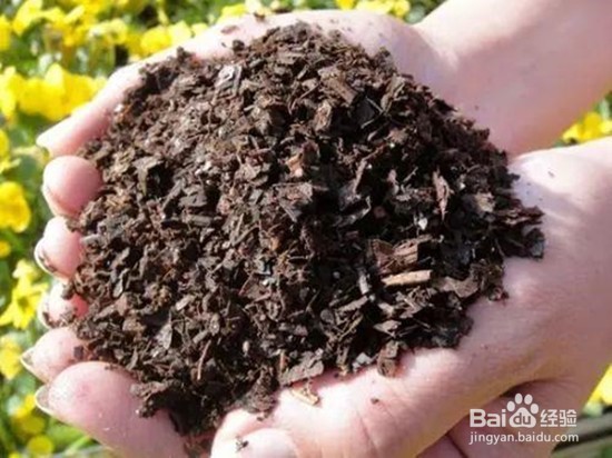 如何养殖君子兰？