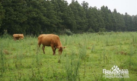 去牛虱子最简单的方法