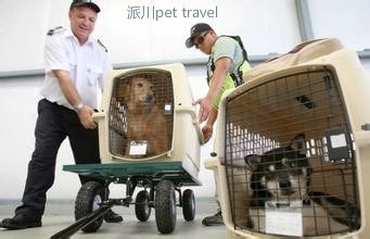北京怎么带宠物去澳洲
