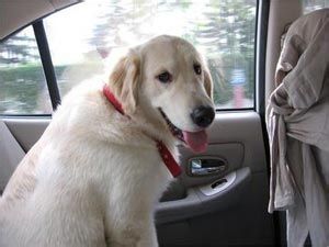“爱犬”晕车怎么办?