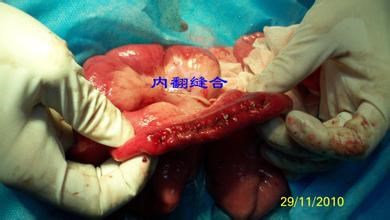 犬猫具有呕吐的疾病