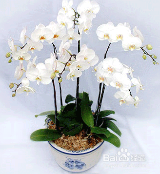 蝴蝶兰养殖方法