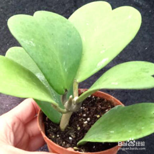 在家中如何养殖斑叶球兰?