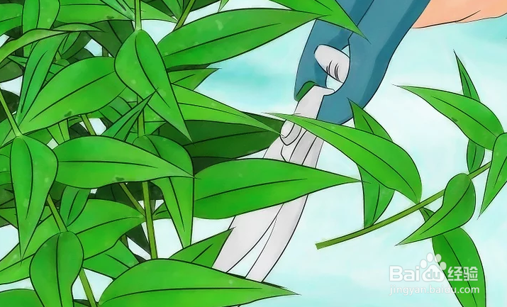 如何驱赶并杀死蚊虫以避免蚊子繁殖