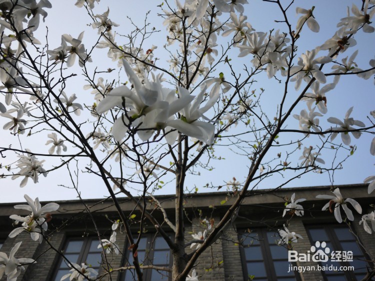 春天到了,苏州在哪里可以看玉兰花